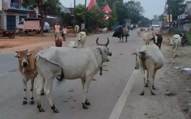 सड़कों पर छोड़े जाने वाली दुधारू गायों को पकड़े टीम: निगमायुक्त गर्ग