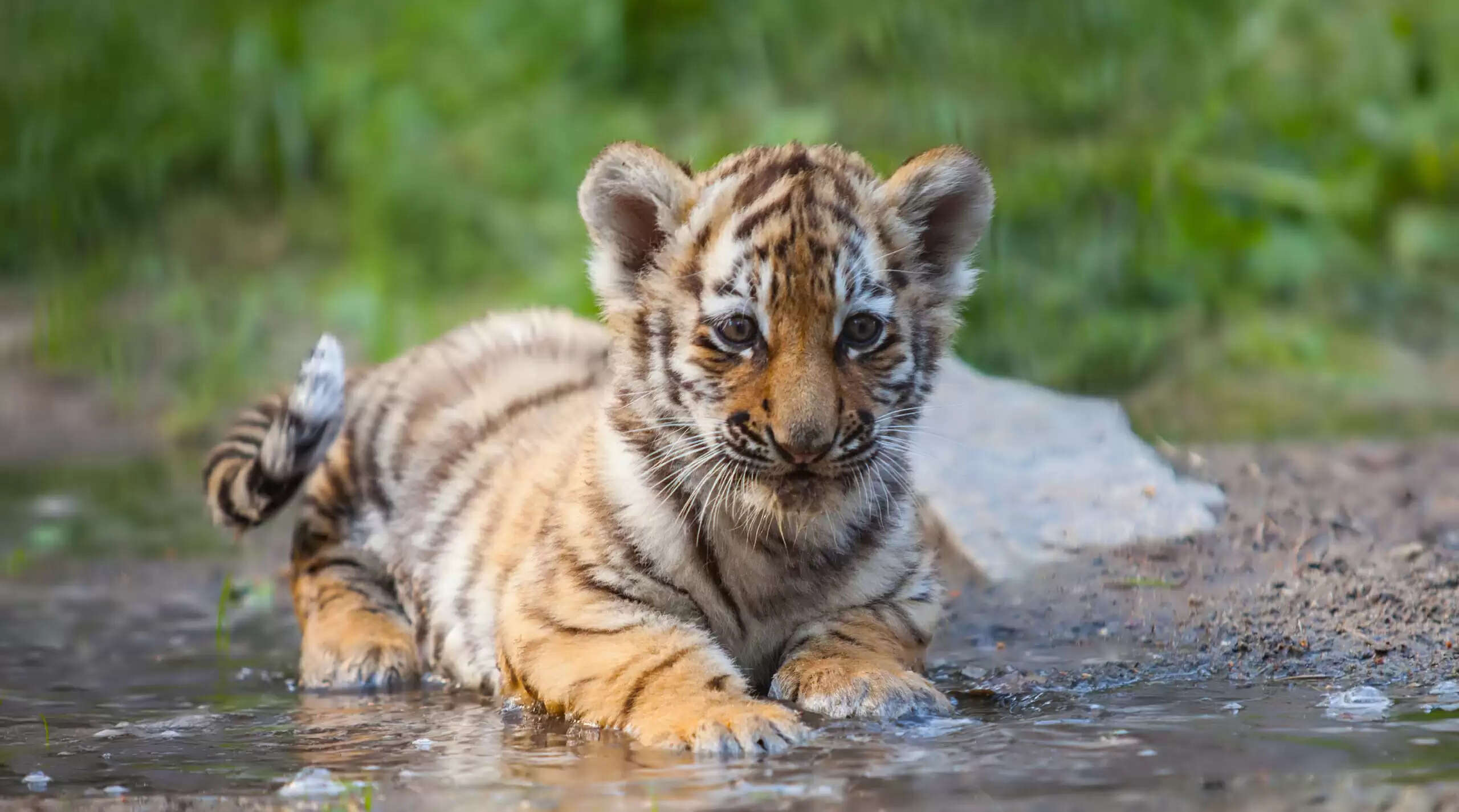 खरीद कर तो लाए थे बिल्ली का बच्चा निकला शेर का बच्चा। HR BREAKING NEWS