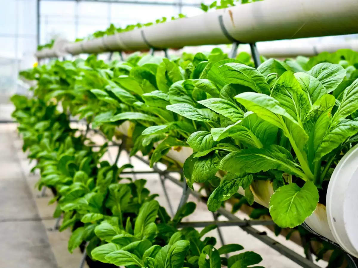 Vertical Farming : किसानों के लिए बेहद लाभकारी है Vertical Farming, इस फार्मिंग पर किसानों को मिलता है अनुदान