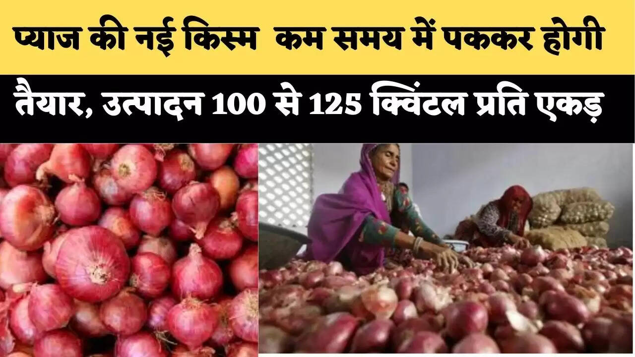 Haryana News प्याज की नई किस्म – कम समय में पककर होगी तैयार, उत्पादन 100 से 125 क्विंटल प्रति एकड़