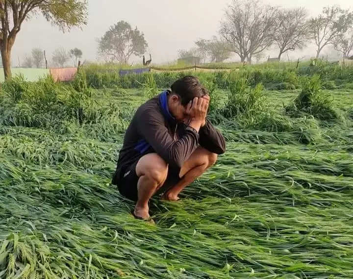 ओलावृष्टि व बारिश से खराब हुई फसलों का मुआवजा जारी, हिसार जिले में बांटे जाएंगे रुपये