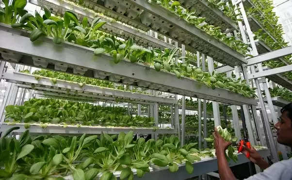 Vertical Farming : किसानों के लिए बेहद लाभकारी है Vertical Farming, इस फार्मिंग पर किसानों को मिलता है अनुदान