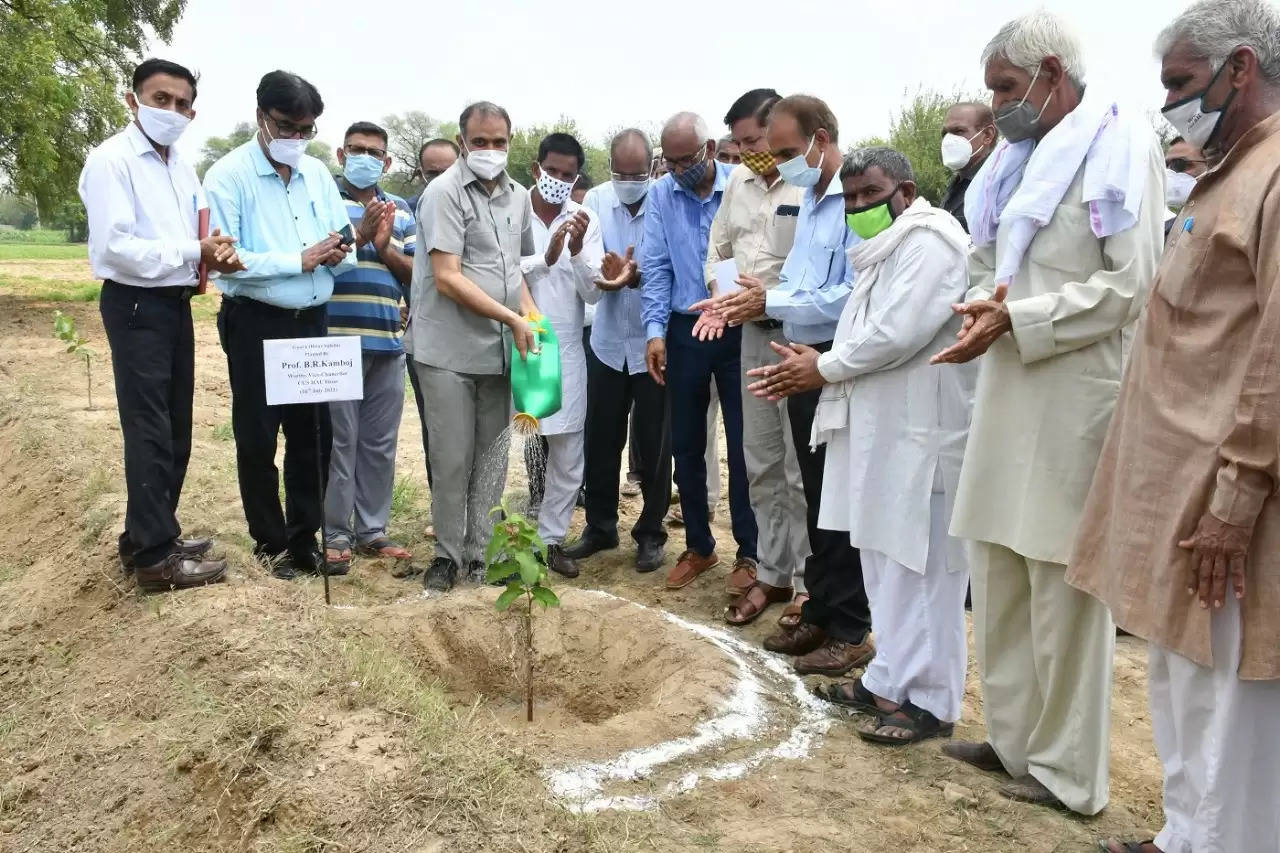 हर मेढ़ पर पेड़ अभियान चलाएगा एचएयू, अधिक से अधिक पौधे लगाने के लिए करेंगे जागरूक : प्रोफेसर बी.आर. काम्बोज