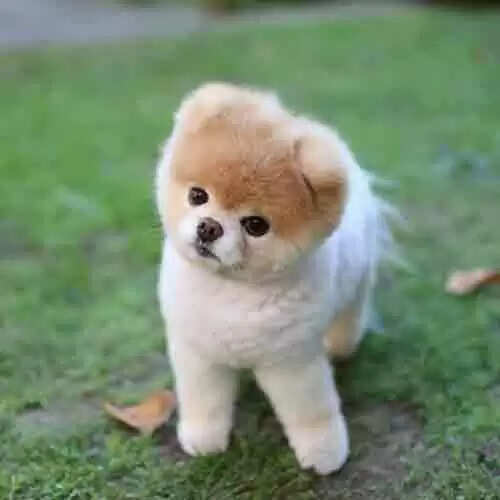 विदेशी बहू अपनी शादी में साथ लाई थी लाखों रुपये का कुत्ता, अब 24 घंटे से परेशान है युवती