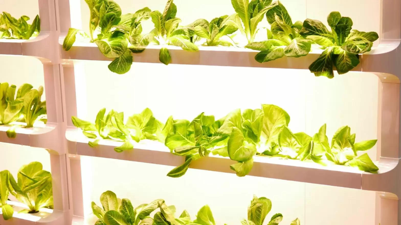 Vertical Farming : किसानों के लिए बेहद लाभकारी है Vertical Farming, इस फार्मिंग पर किसानों को मिलता है अनुदान