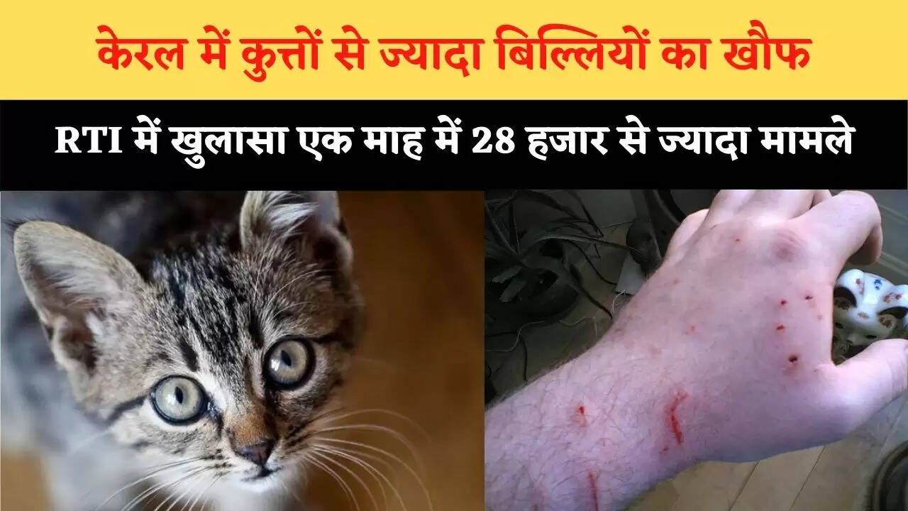केरल में कुत्तों से ज्यादा बिल्लियों का खौफ, RTI में खुलासा एक माह में 28 हजार से ज्यादा मामले