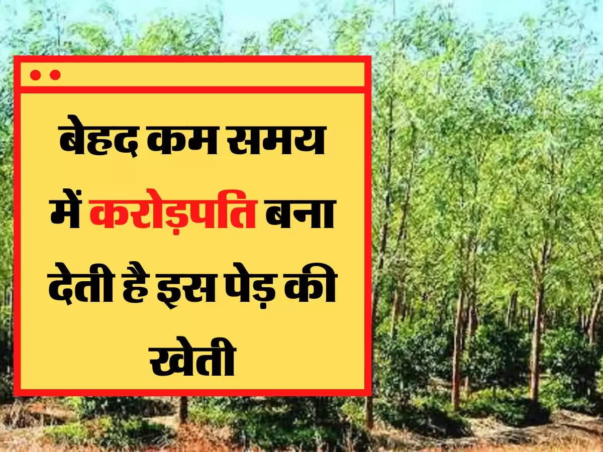 Mahogany Farming बेहद कम समय में करोड़पति बना देती है इस पेड़ की खेती