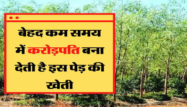 Mahogany Farming बेहद कम समय में करोड़पति बना देती है इस पेड़ की खेती
