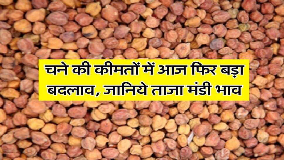 Chana Mandi Rate : चने की कीमतों में आज फिर बड़ा बदलाव, जानिये ताजा मंडी भाव