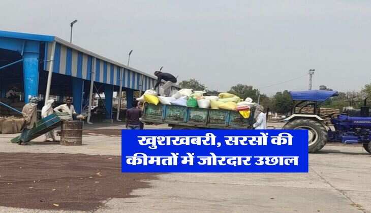 Sarso Rate Today : खुशखबरी, सरसों की कीमतों में जोरदार उछाल&nbsp;