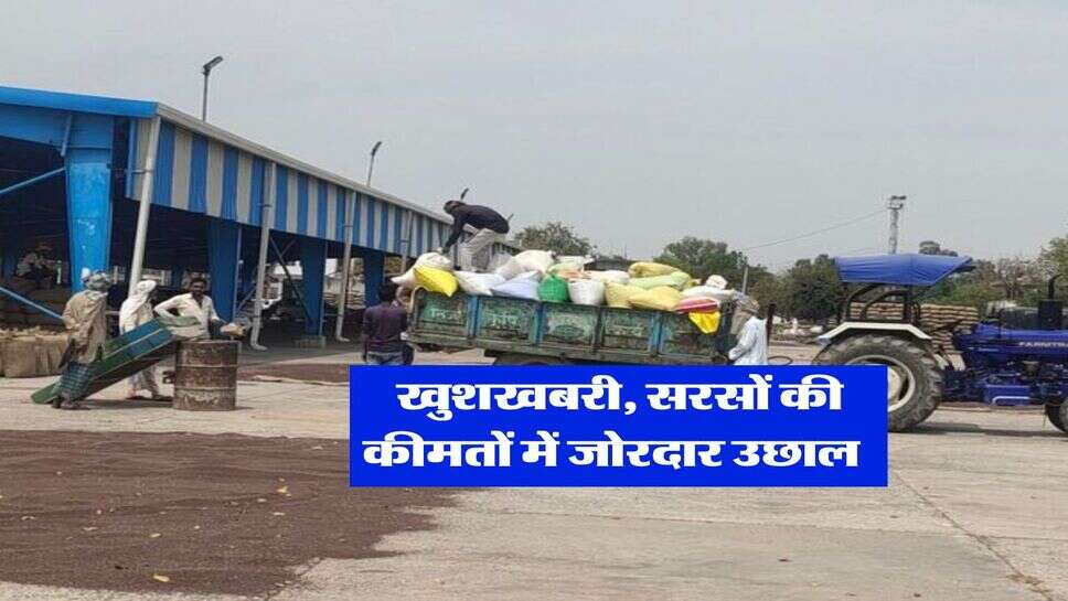 Sarso Rate Today : खुशखबरी, सरसों की कीमतों में जोरदार उछाल&nbsp;