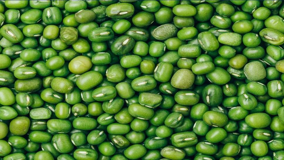 Moong Mandi Rate: नागौर में मूंग का भाव सबसे ऊपर, जानिए प्रमुख मंडियों के ताजा भाव