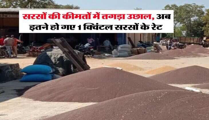 Sarso rate today : सरसों की कीमतों में तगड़ा उछाल, अब इतने हो गए 1 क्विंटल सरसों के रेट