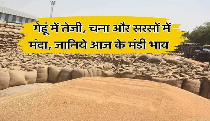Kota Mandi Bhav : गेहूं में तेजी, चना और सरसों में मंदा, जानिये आज के मंडी भाव