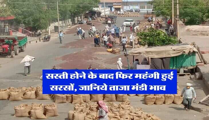 Sarso Mandi Bhav : सस्ती होने के बाद फिर महंगी हुई सरसों, जानिये ताजा मंडी भाव 