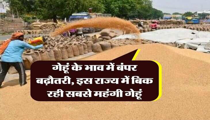 wheat price hike : गेहूं के भाव में बंपर बढ़ौतरी, इस राज्य में बिक रही सबसे महंगी गेहूं
