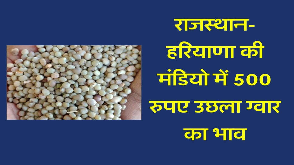 Guar Ka bhav: राजस्थान-हरियाणा की मंडियो में 500 रुपए उछला ग्वार का भाव, जानिए मंडियो की लिस्ट