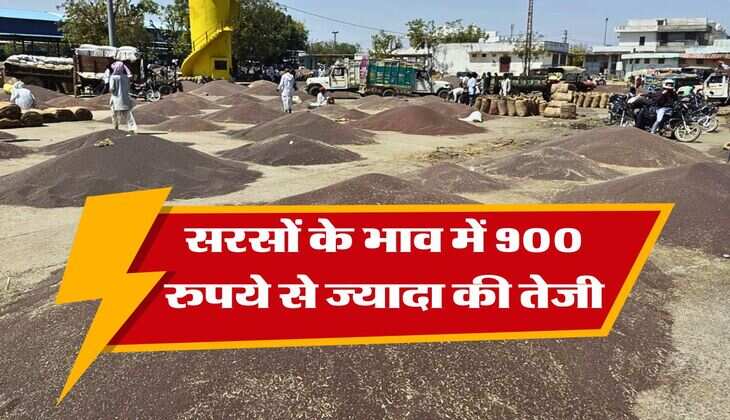 sarso ka bhav : सरसों के भाव में 900 रुपये से ज्यादा की तेजी, जानिये देशभर की मंडियों में सरसों का रेट