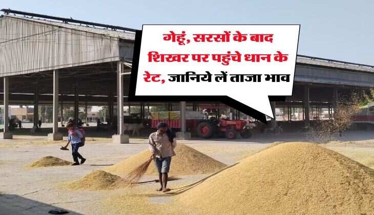 Mandi Bhav Today : गेहूं, सरसों के बाद शिखर पर पहुंचे धान के रेट, जानिये लें ताजा भाव 