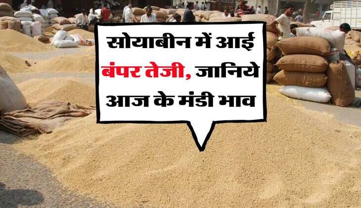 soyabean rate : सोयाबीन में आई बंपर तेजी, जानिये आज के मंडी भाव