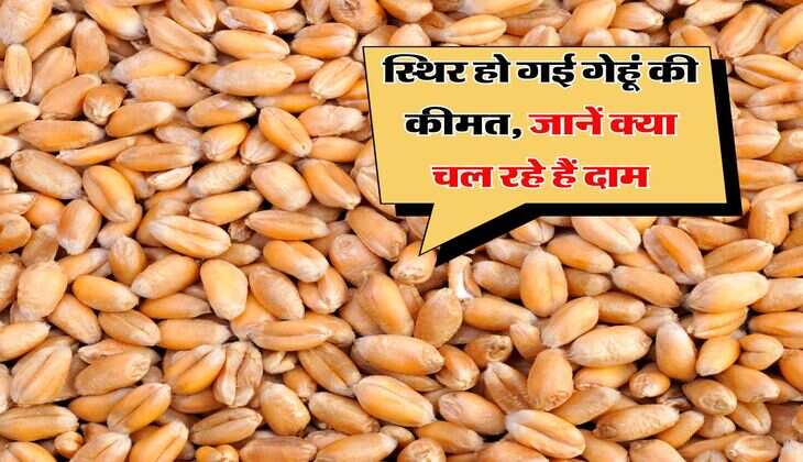 Wheat Price : स्थिर हो गई गेहूं की कीमत, जानें क्या चल रहे हैं दाम
