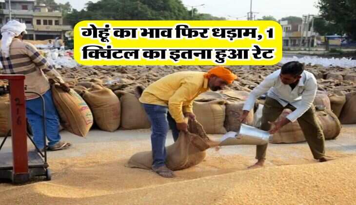 Gehu Ka Bhav : गेहूं का भाव फिर धड़ाम, 1 क्विंटल का इतना हुआ रेट
