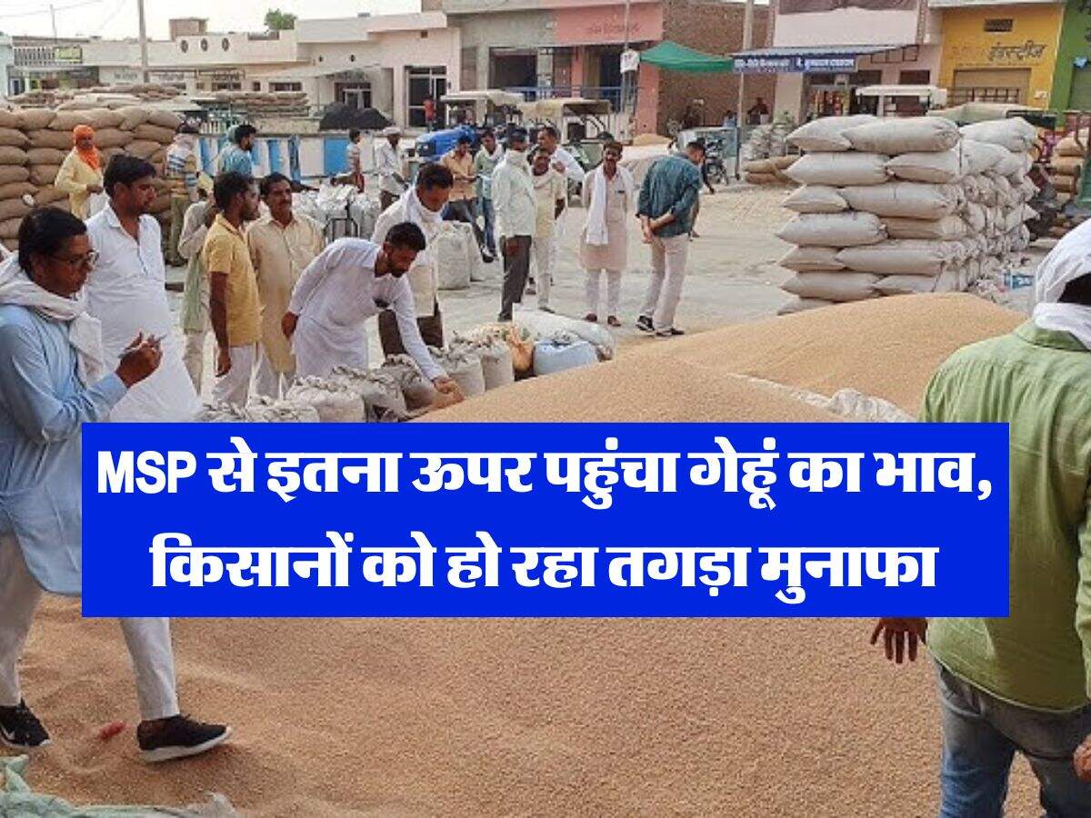 Wheat Rate Hike : एमएसपी से इतना ऊपर पहुंचा गेहूं का भाव, किसानों को हो रहा तगड़ा मुनाफा