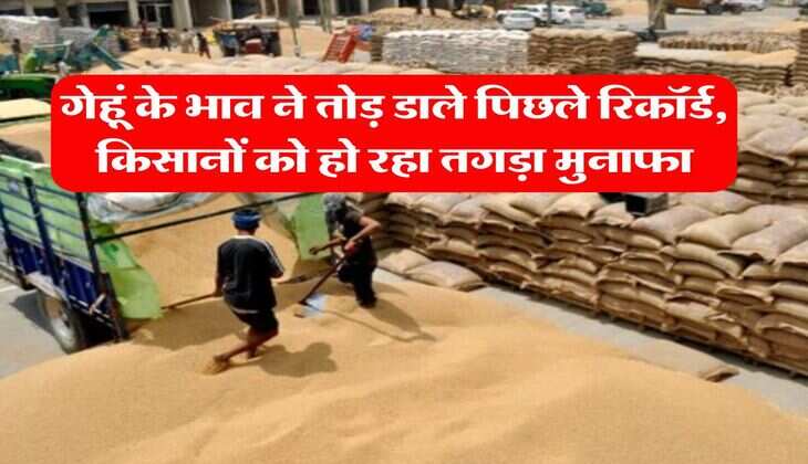 Wheat rate hike : गेहूं के भाव ने तोड़ डाले पिछले रिकॉर्ड, किसानों को हो रहा तगड़ा मुनाफा