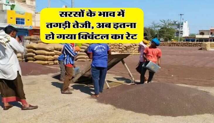 sarso rate today : सरसों के भाव में तगड़ी तेजी, अब इतना हो गया क्विंटल का रेट