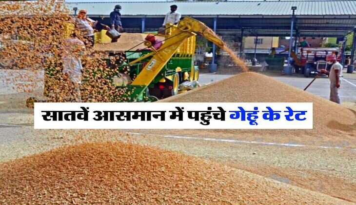 Today Gehu Ka Bhav : सातवें आसमान में पहुंचे गेहूं के रेट, चेक करें आज का ताजा मंडी भाव
