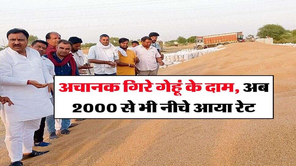 Wheat Rate Down : अचानक गिरे गेहूं के दाम, अब 2000 से भी नीचे आया रेट