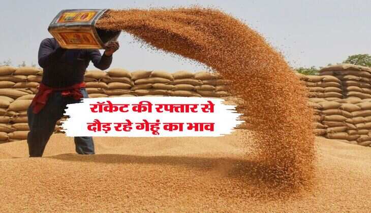 Gehu Rate : रॉकेट की रफ्तार से दौड़ रहे गेहूं का भाव&nbsp;