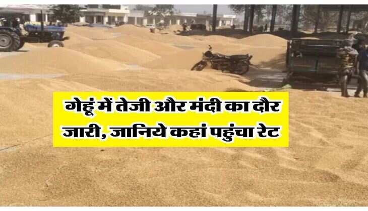 Wheat Rate March 4, 2026 : गेहूं में तेजी और मंदी का दौर जारी, जानिये कहां पहुंचा रेट&nbsp;