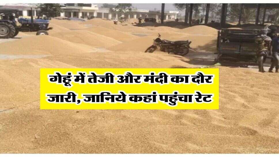 Wheat Rate March 4, 2026 : गेहूं में तेजी और मंदी का दौर जारी, जानिये कहां पहुंचा रेट&nbsp;
