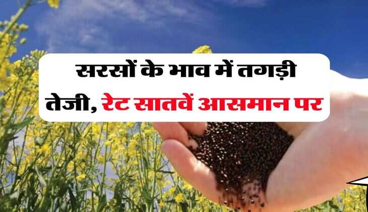 sarso ka bhav : सरसों के भाव में तगड़ी तेजी, रेट सातवें आसमान पर