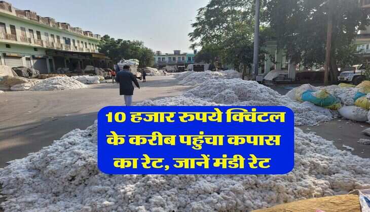 Kapas ka Bhav : 10 हजार रुपये क्विंटल के करीब पहुंचा कपास का रेट, जानें मंडी रेट&nbsp;