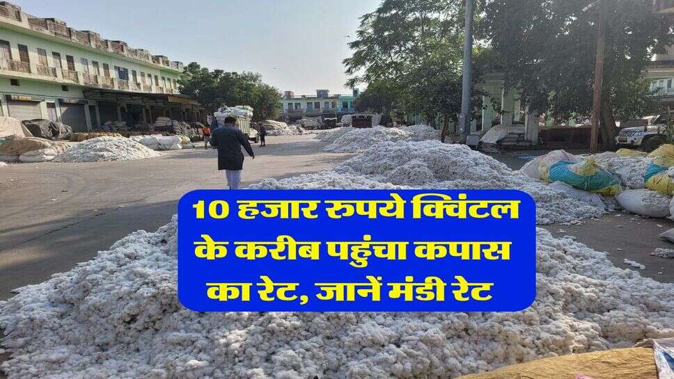 Kapas ka Bhav : 10 हजार रुपये क्विंटल के करीब पहुंचा कपास का रेट, जानें मंडी रेट&nbsp;