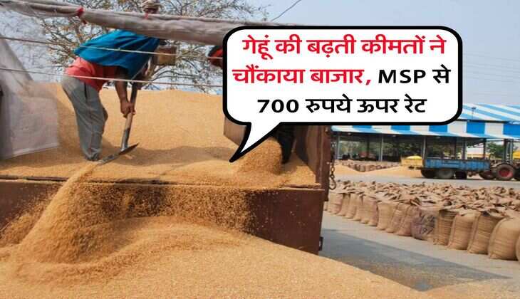 Gehu Rate : गेहूं की बढ़ती कीमतों ने चौंकाया बाजार, MSP से 700 रुपये ऊपर रेट