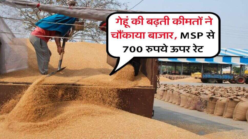 Gehu Rate : गेहूं की बढ़ती कीमतों ने चौंकाया बाजार, MSP से 700 रुपये ऊपर रेट