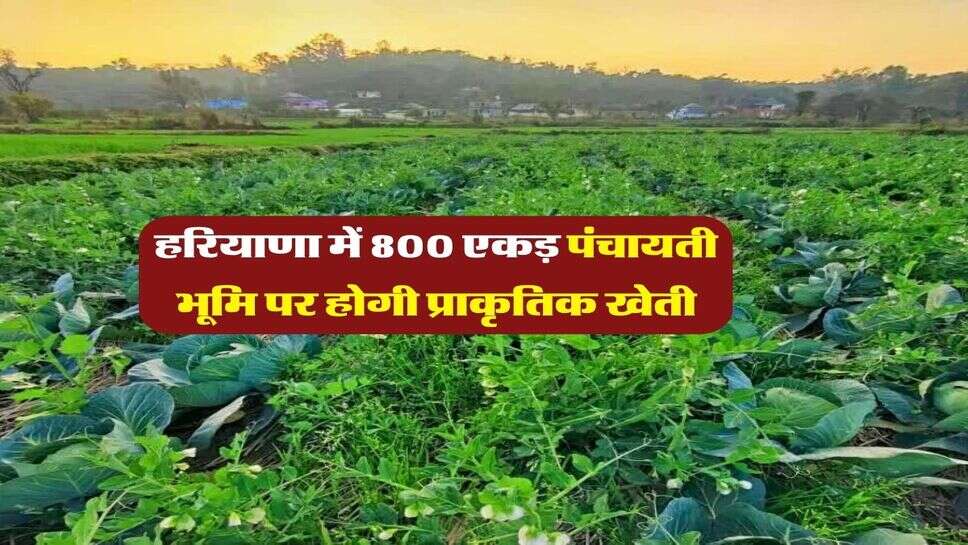 हरियाणा में 800 एकड़ पंचायती भूमि पर होगी प्राकृतिक खेती
