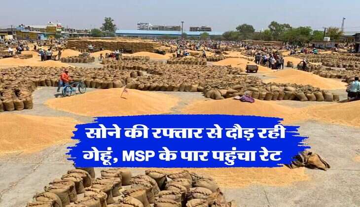 Wheat Rate : सोने की रफ्तार से दौड़ रही गेहूं, MSP के पार पहुंचा रेट&nbsp;