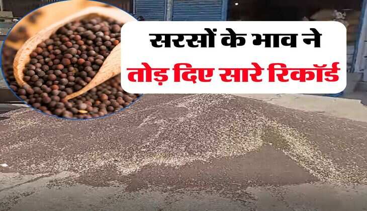 sarso rate today 23 july : सरसों के भाव ने तोड़ दिए सारे रिकॉर्ड