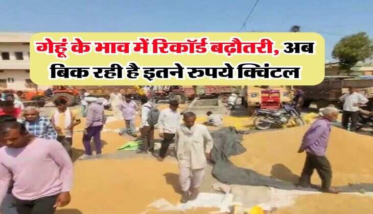 Wheat Rate Hike : गेहूं के भाव में रिकॉर्ड बढ़ौतरी, अब बिक रही है इतने रुपये क्विंटल