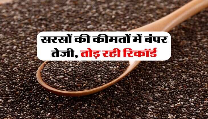 Sarso Mandi Bhav : सरसों की कीमतों में बंपर तेजी, तोड़ रही रिकॉर्ड