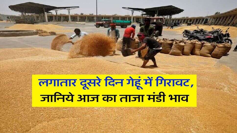 Gehu Rate : लगातार दूसरे दिन गेहूं में गिरावट, जानिये आज का ताजा मंडी भाव