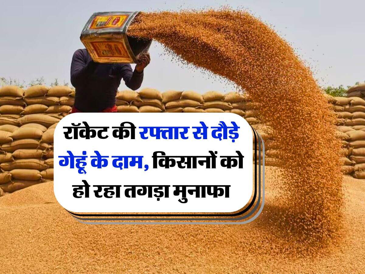Wheat rate hike : रॉकेट की रफ्तार से दौड़े गेहूं के दाम, किसानों को हो रहा तगड़ा मुनाफा