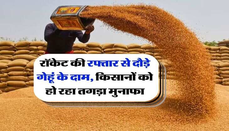 Wheat rate hike : रॉकेट की रफ्तार से दौड़े गेहूं के दाम, किसानों को हो रहा तगड़ा मुनाफा