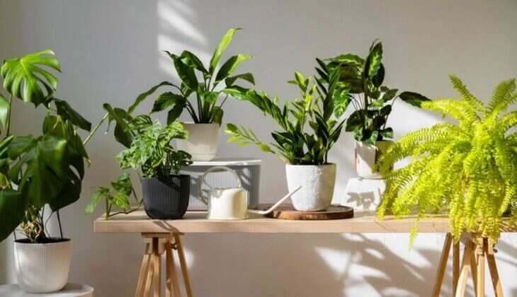 शुद्ध हवा के लिए Air Purifire नहीं, घर में लगाए ये 5 पौधे, होगा फायदा