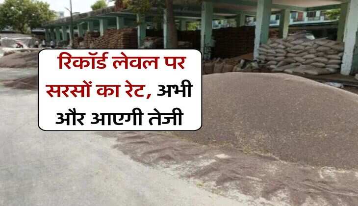 sarso ka rate 31 july 2025 : रिकॉर्ड लेवल पर सरसों का रेट, अभी और आएगी तेजी