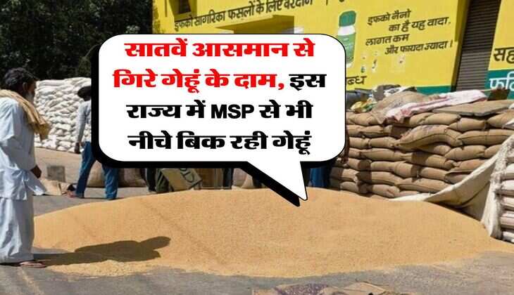 Wheat Rate Down : सातवें आसमान से गिरे गेहूं के दाम, इस राज्य में MSP से भी नीचे बिक रही गेहूं